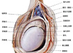 睾丸炎的检查和治疗